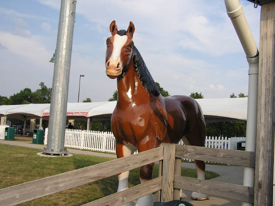 next to the Stable this horse watches the game