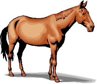 horse1.jpg